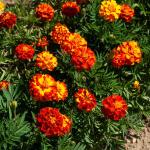 Fleurs - Œillet d'Inde Boléro - face recto